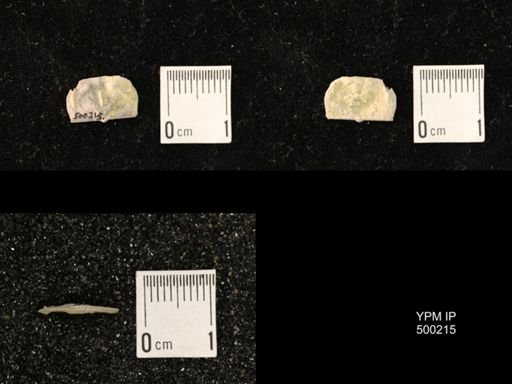 Mesolobus mesolobus decipiens