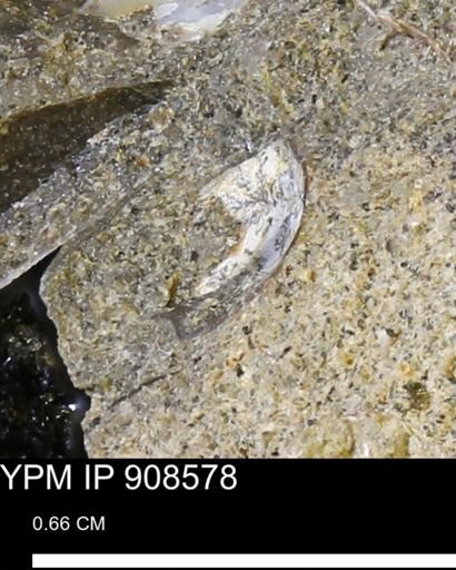 undet. Mollusca