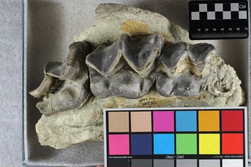 Titanotherium sp.
