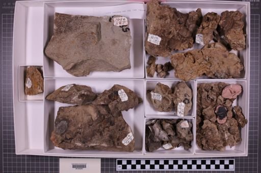 mixed taxa, stratigraphic collection