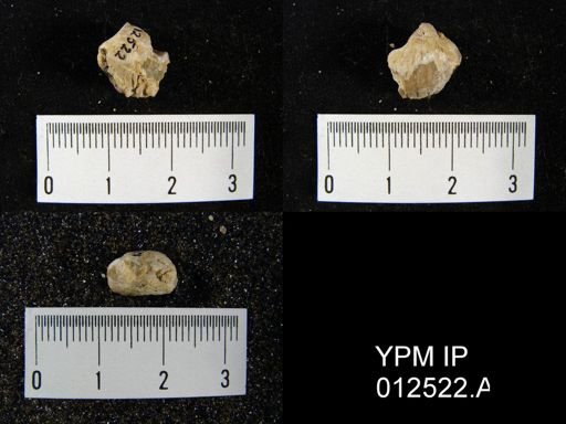 Pugnoides pinguis