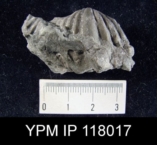 Delthyris (Quadrifarius) rugaecosta