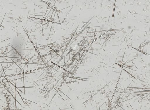 Polymastia infrapilosa