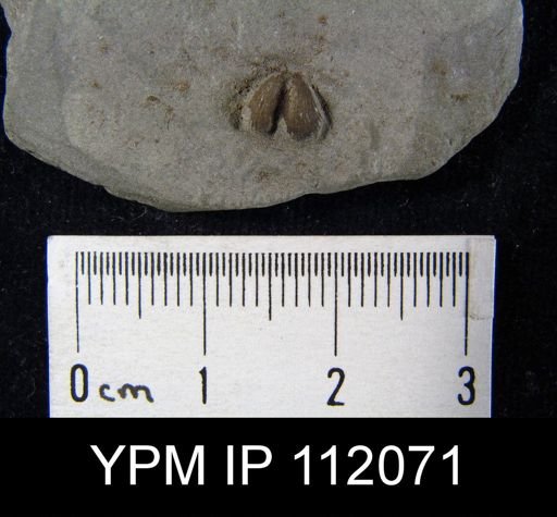 Bilobites bilobus