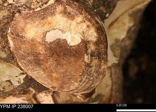 Protocardia subquadrata