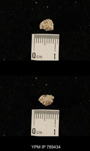 undet. Bryozoa