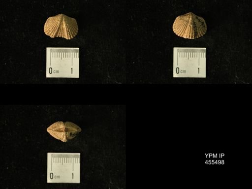 Platystrophia elegantula