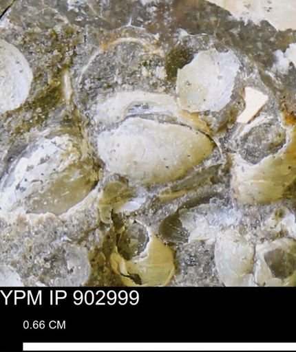Corbulamella?
