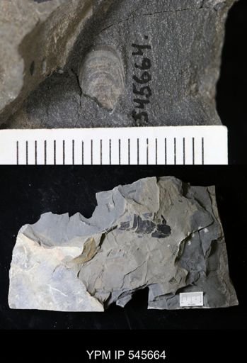 undet. Lingulida