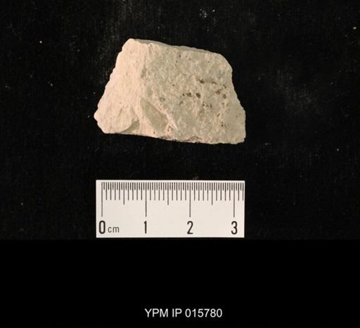 Probnis speciosa