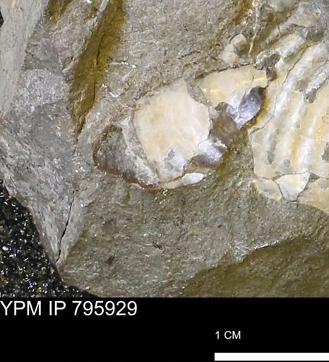 Inoceramidae?