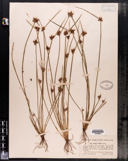 Scirpus debilis