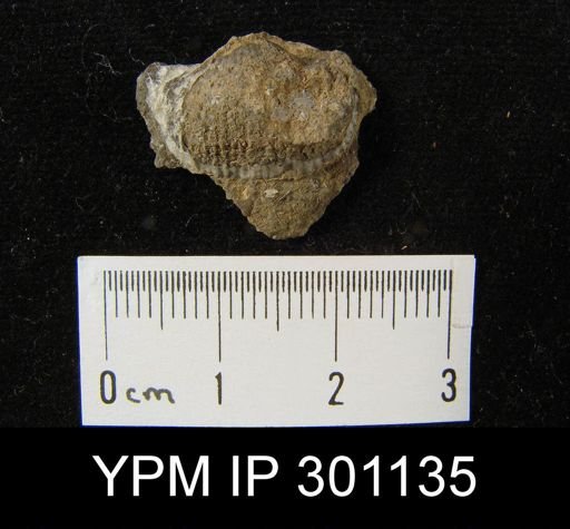 Marginifera?