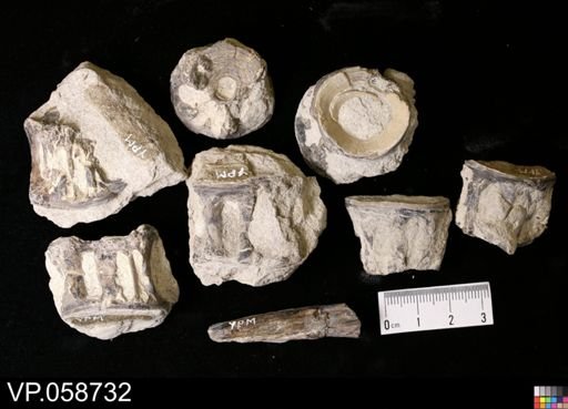 undet. Actinopterygii