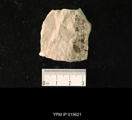 Liomopterum ornatum
