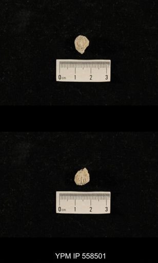 Derbyia sp.