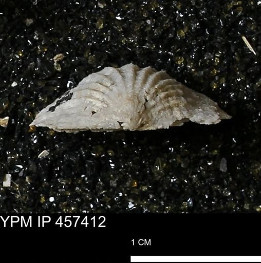 Stropheodonta sp.