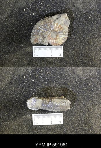 Jeletzkytes nebrascensis