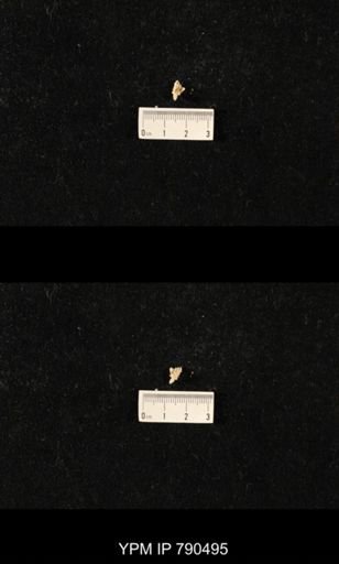 taxon undetermined