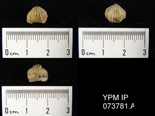 Camarotoechia perryvillensis
