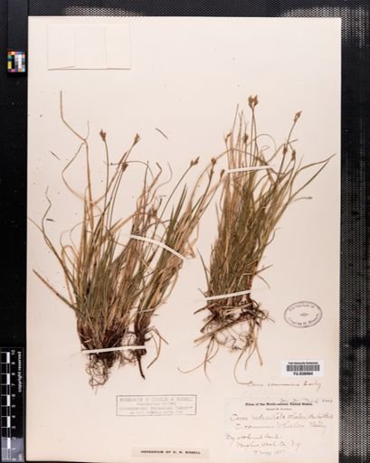 Carex communis