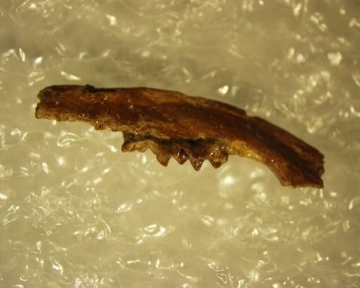 Adapisoricidae