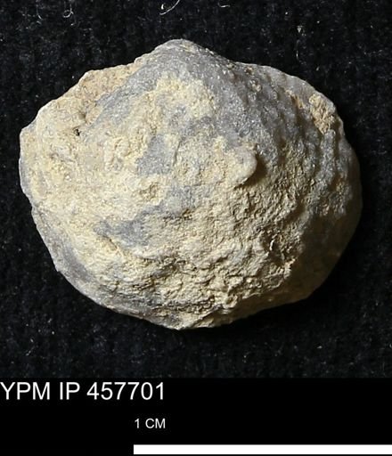 Helaspis sp.