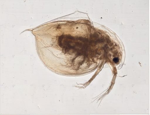 Daphniidae