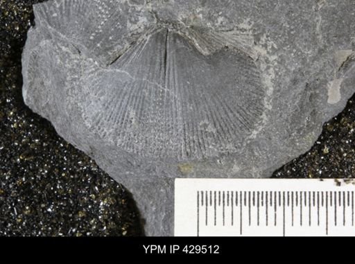 Devonochonetes coronatus