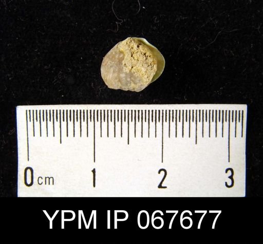 Uncinulus sp.