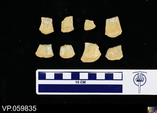 Toxochelys sp.