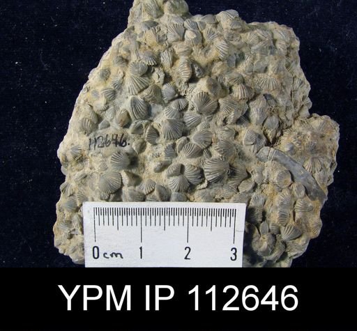 Zygospira modesta
