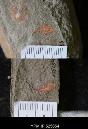 undet. Megacheira