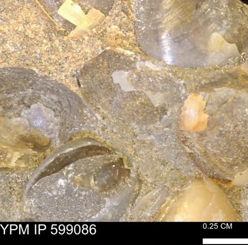 undet. Bryozoa