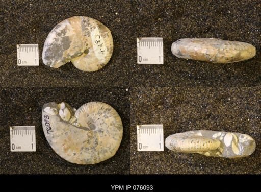 Discoscaphites conradi