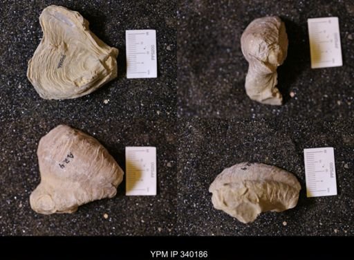 Gryphaea sp.