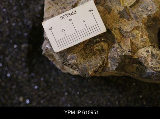 Inoceramus sp.
