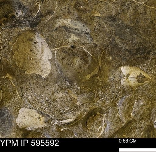 Protocardia sp.