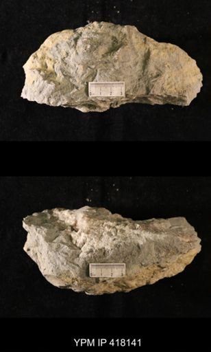 Tetradium sp.
