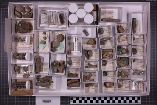 mixed taxa, stratigraphic collection