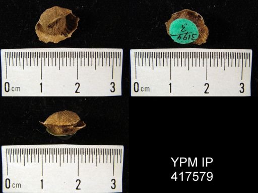 Rhipidomella hybrida