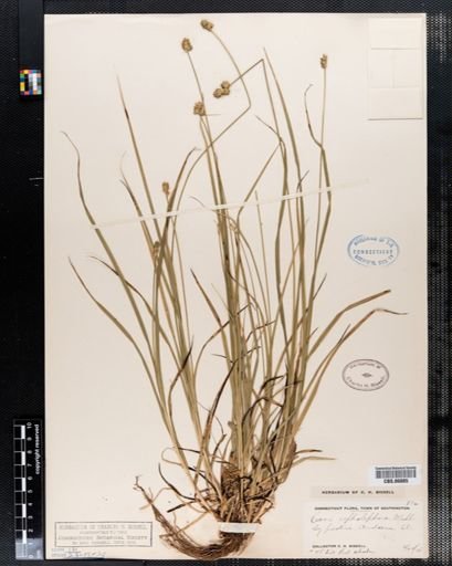Carex cephalophora
