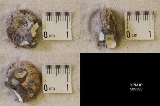 Scaphitidae