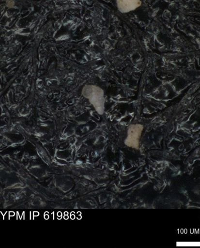 undet. Heterohelicidae