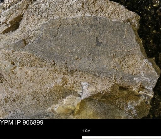 undet. Bivalvia