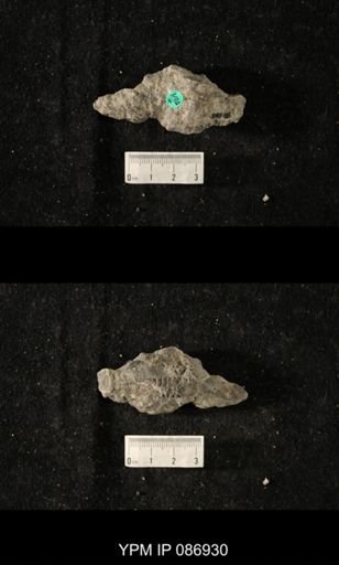 Dawsonoceras prianus