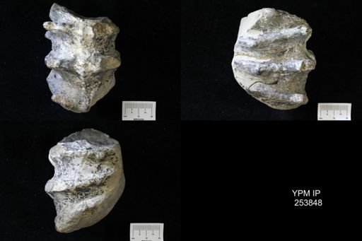 Prionocyclus?