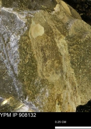 undet. Mollusca