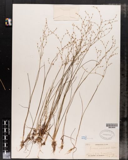Juncus pelocarpus