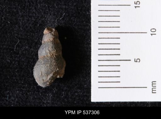 Goniobasis ortmanni
